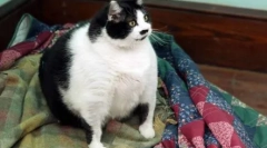 Hogyan kell etetni sterilizált és kasztrált macskák és macskák